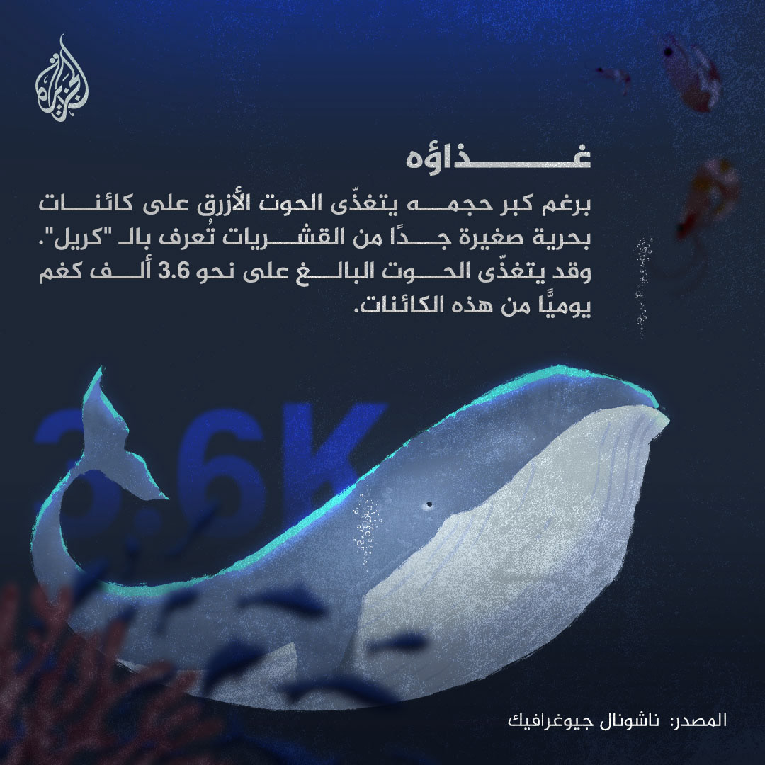 al jazeera blue carousel Digital Art  photoshop Procreate Whale