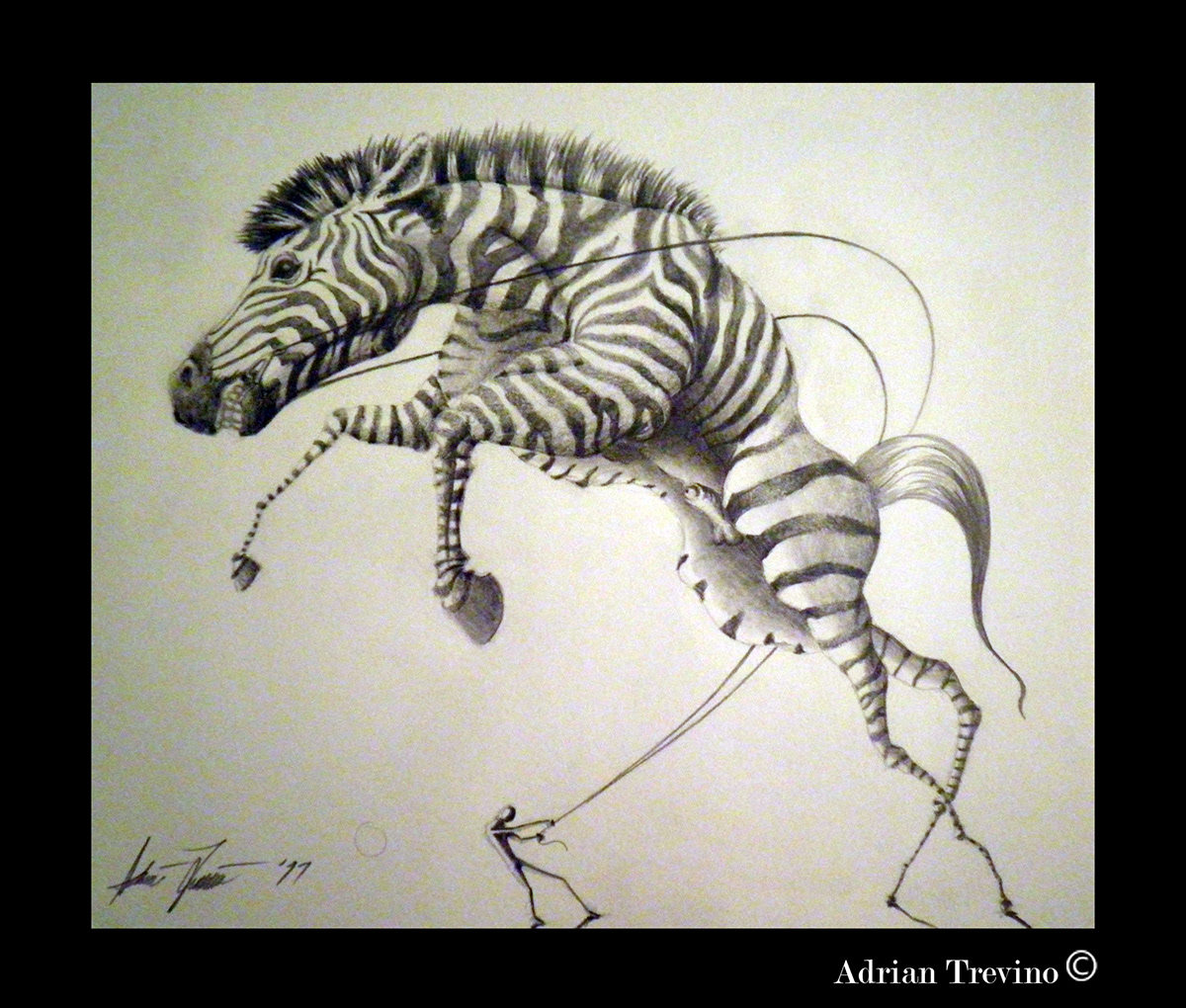 draw zebra animals sketching sketch