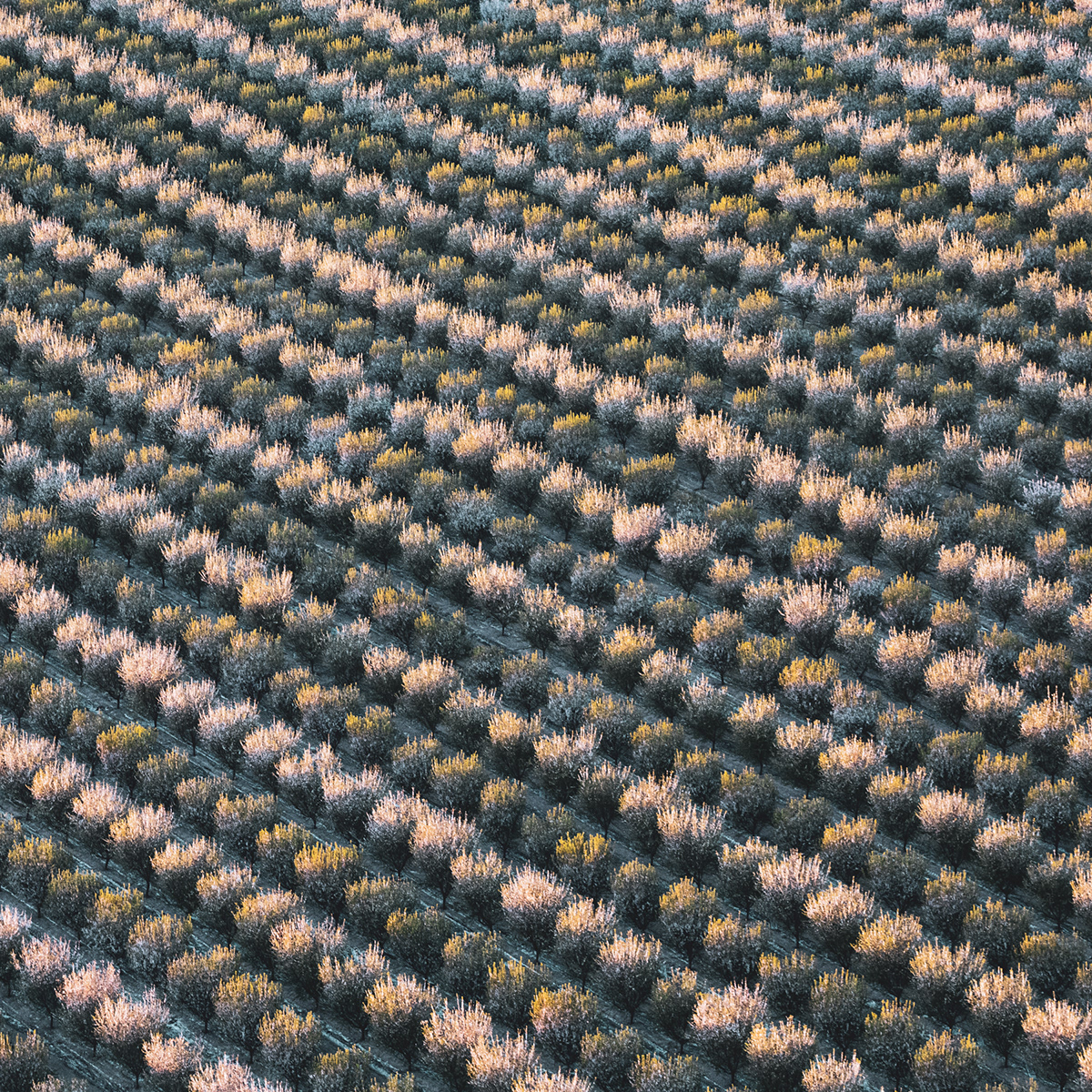 agriculture photos behance aerial photos California Agriculture capture one central valley california corporate prints fine art aerial Mitch Rouse Aerials phase one summer fruit