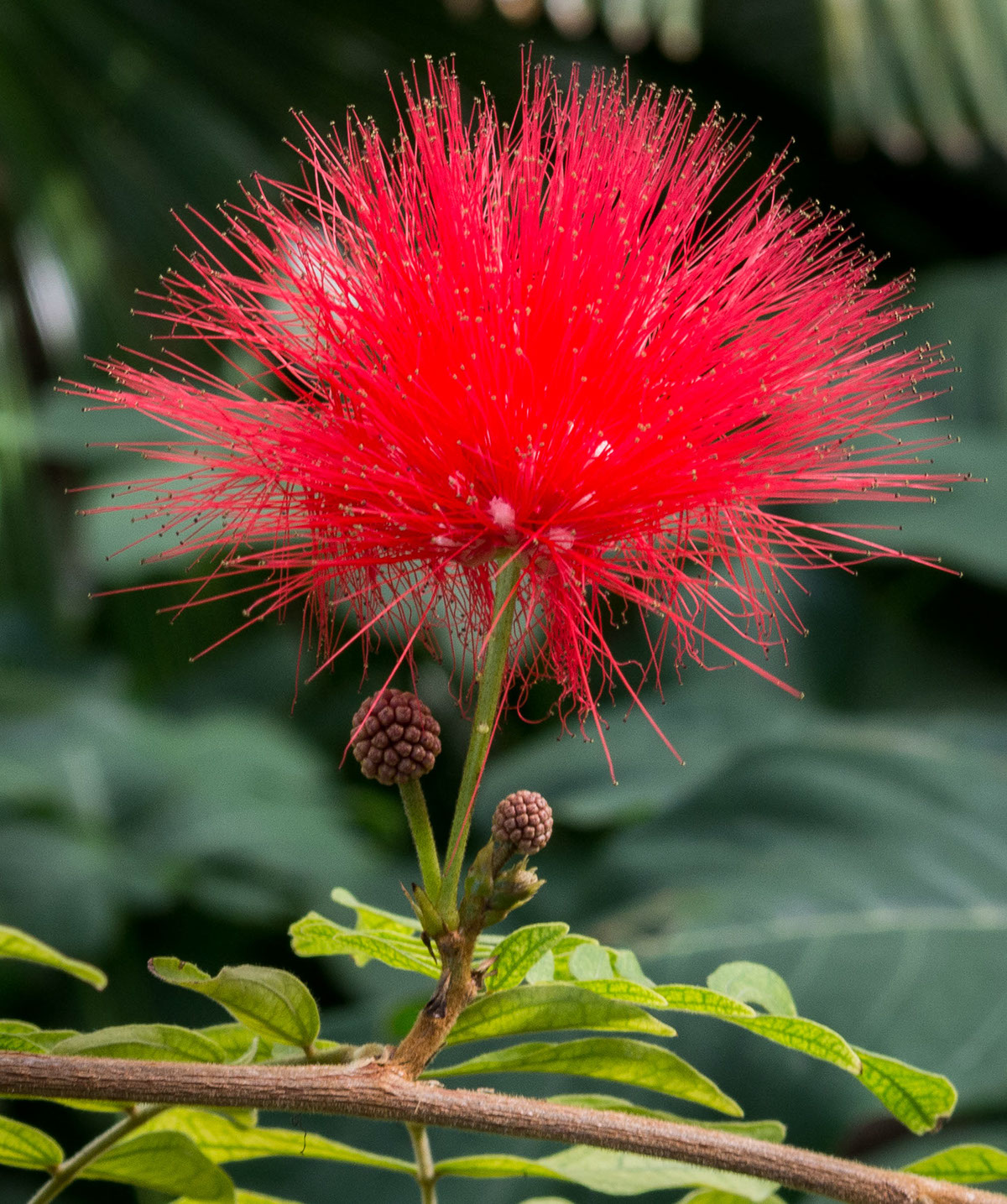 Adobe Portfolio denver botanic gardens Flowers plants photgraphy