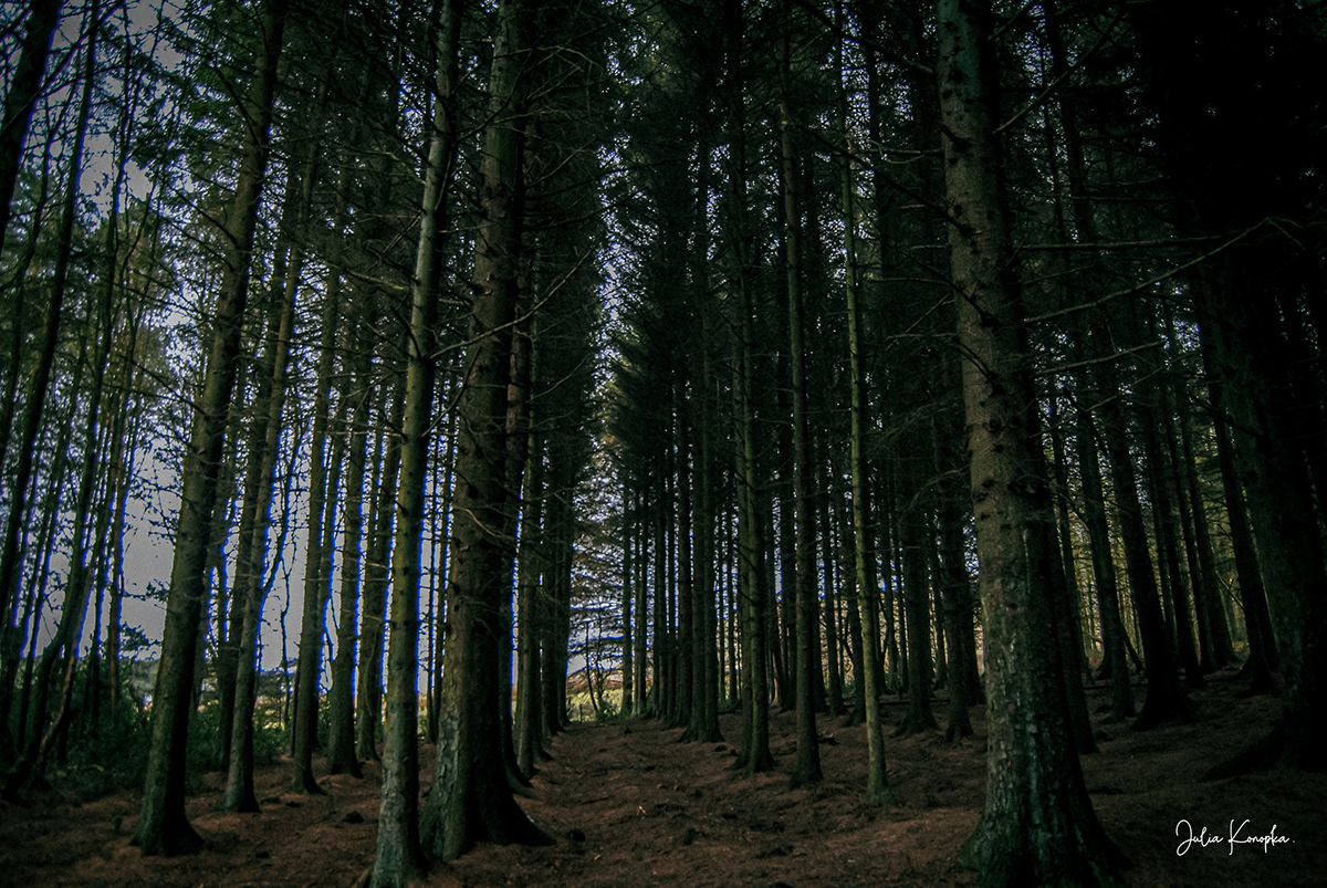 dark empty forest Landscape Moody Nature trees UK United Kingdom woods