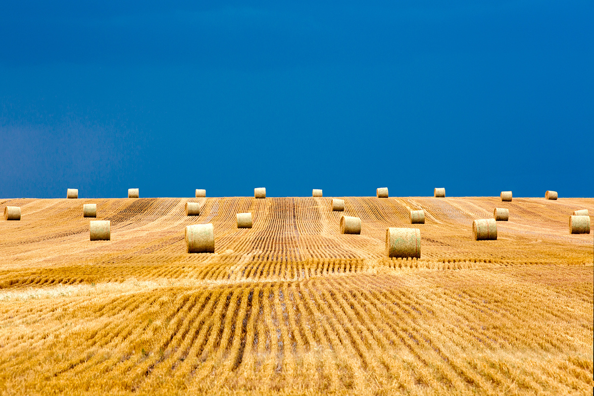agriculture Agricultural stock photography Montana Wisconsin Dairy wheat farm farming rural ranch grain equipment Food 