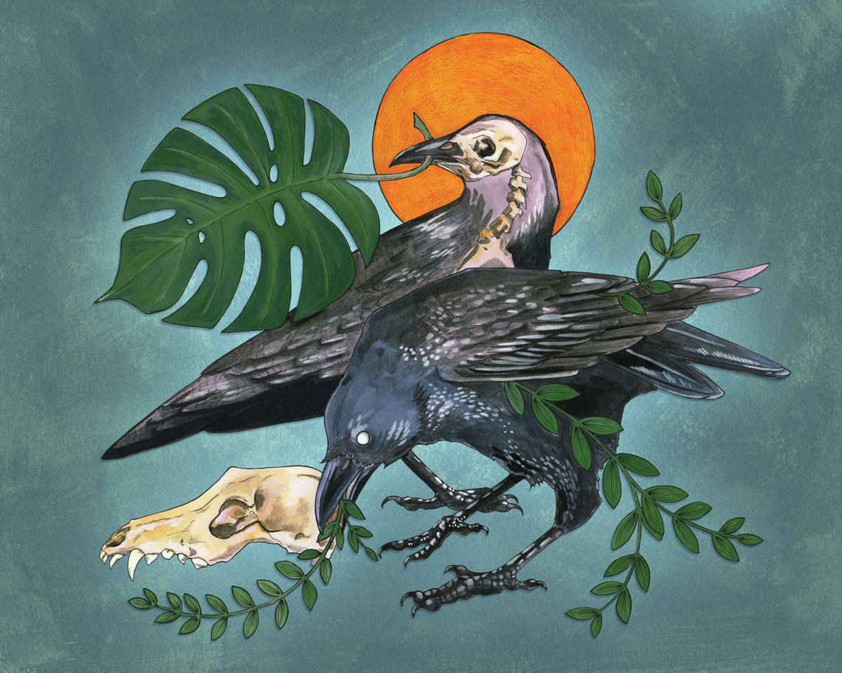 bird editorial ILLUSTRATION  mythology Nature raven skulls