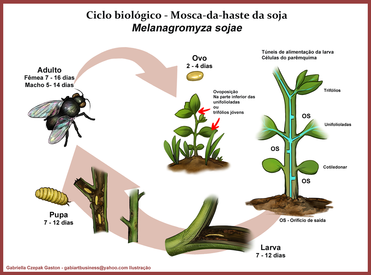 pragas arte Ilustração digital biologia entomología agronomía Ciclos