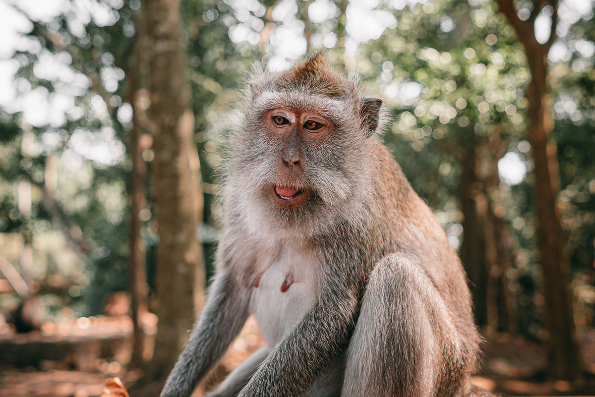 ubud bali monkey macaque portrait animal Monkey Forest indonesia
