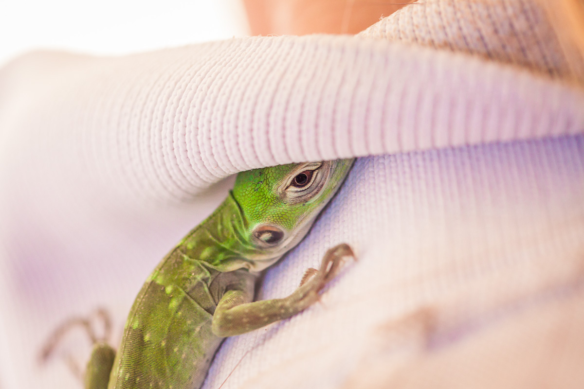 Adobe Portfolio lizard iguana animal green