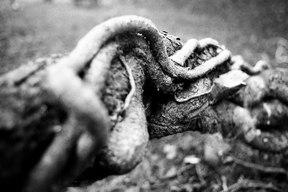 35mm Analogue horror grotesque surreal trees Nature organic ILFORD Canon AE-1 Program deformed malformed grain lovecraft disturbing