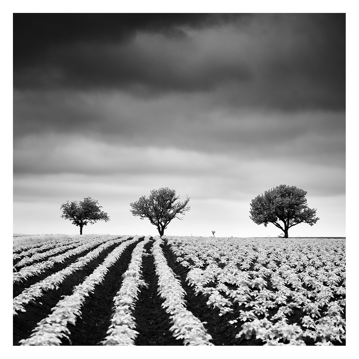Gerald Berghammer | Potato Field with cherry Trees, Waldviertel, Austria | Available for Sale