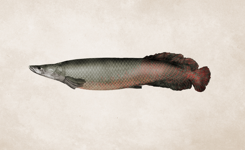 Arapaima Gigas On Behance