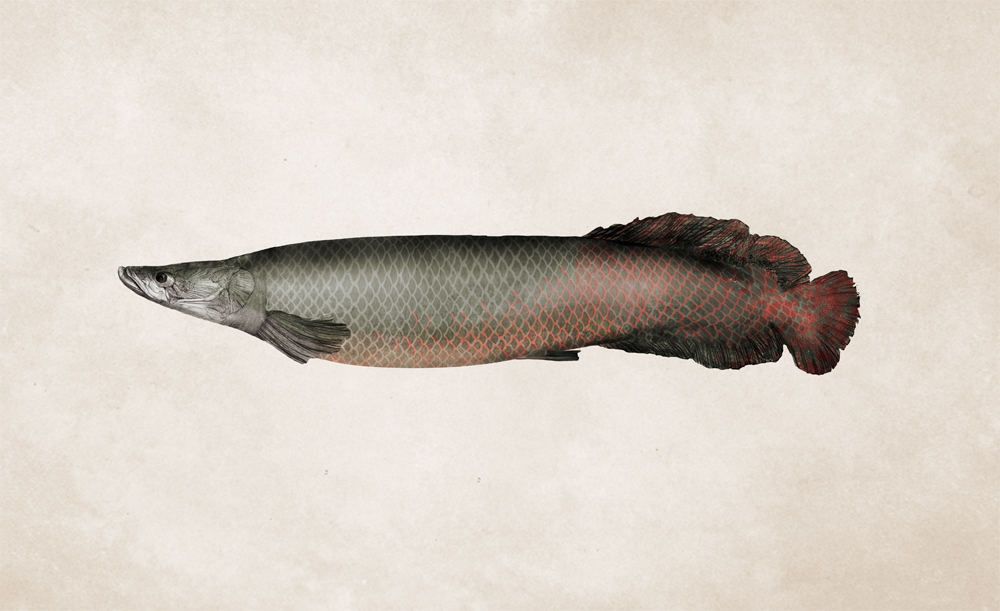 arapaima gigas scientific illustration amazon river fish