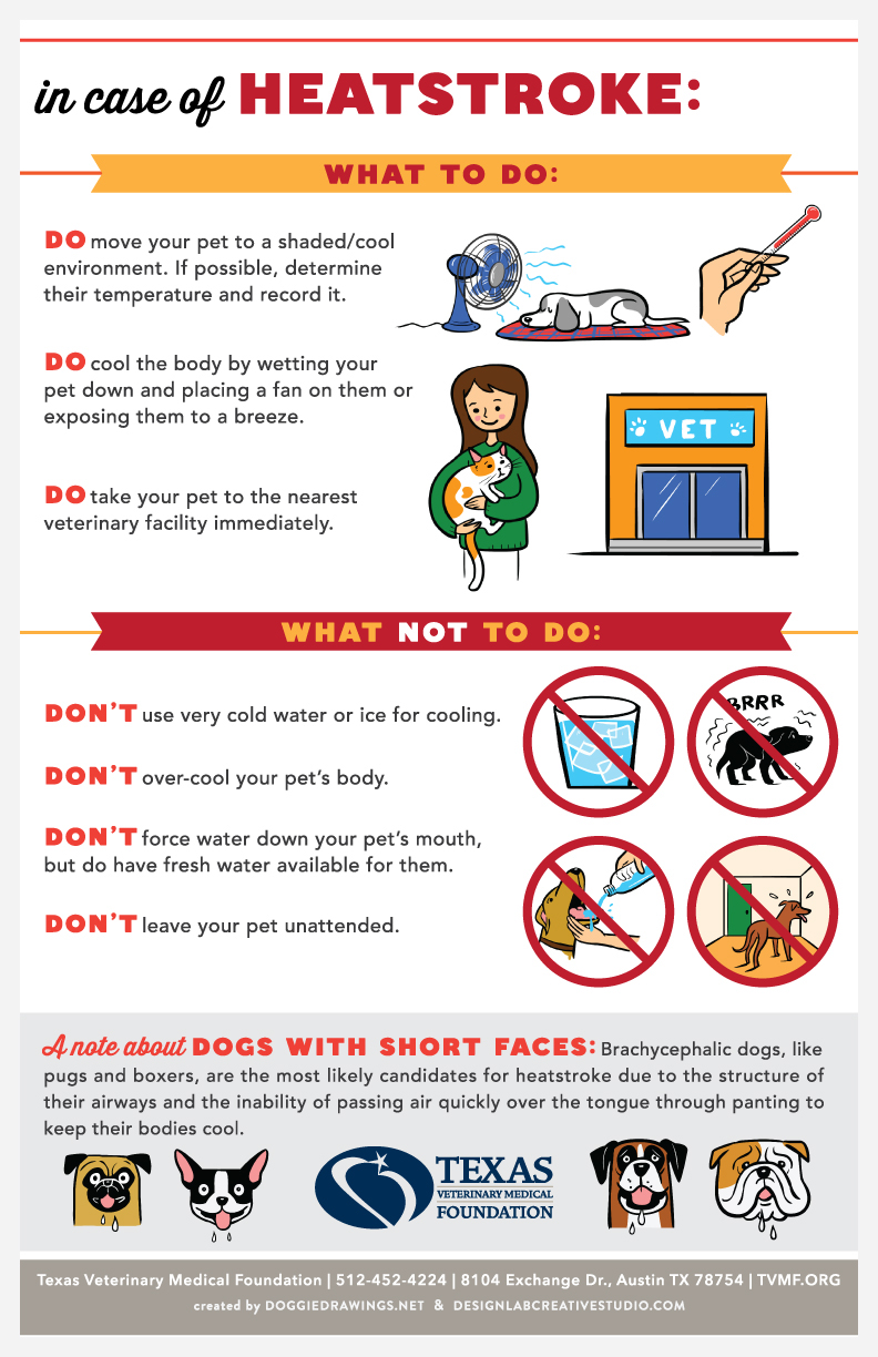 infographic pets heatstroke informational poster veterinary graphic dog Cat dogs cats pets pet industry