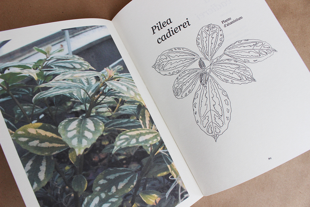 Herbarium plants books Nature graphic design  print Drawing  ILLUSTRATION  Photography  garden
