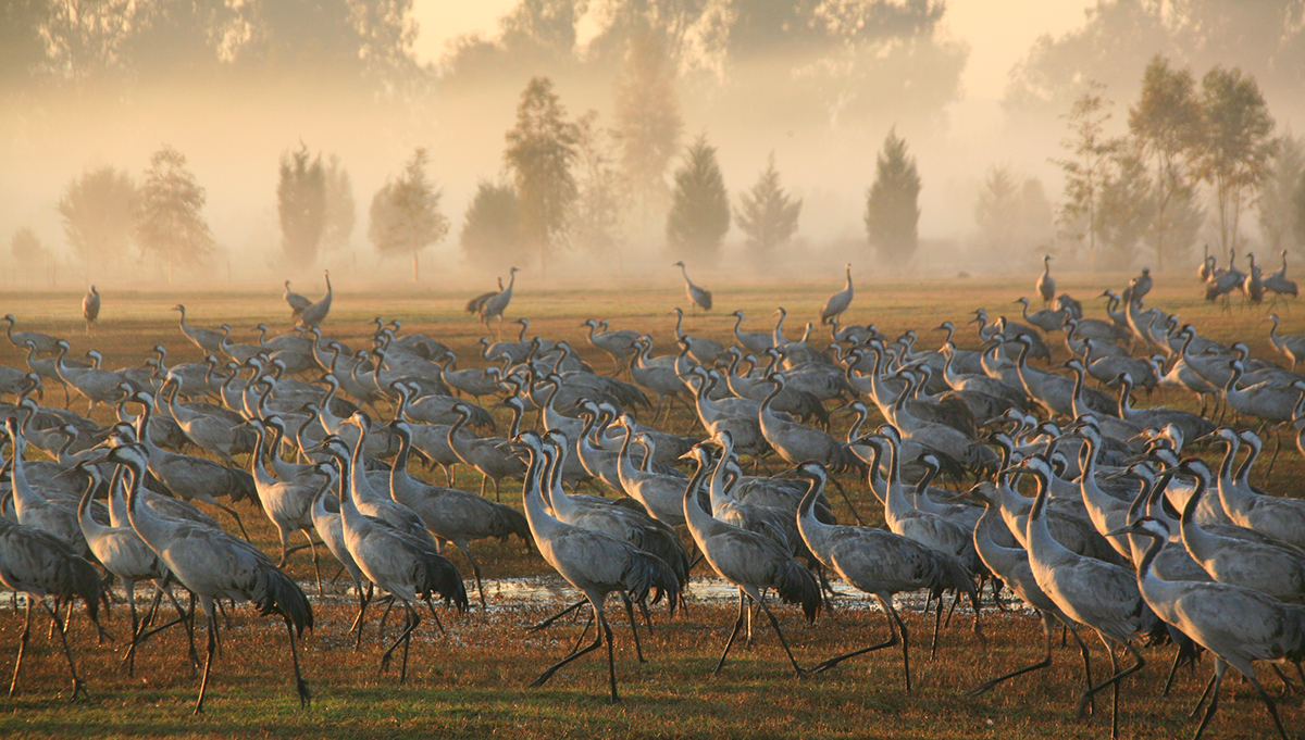 cranes edwardshtern israel wintering birds agamon Hula mstudio