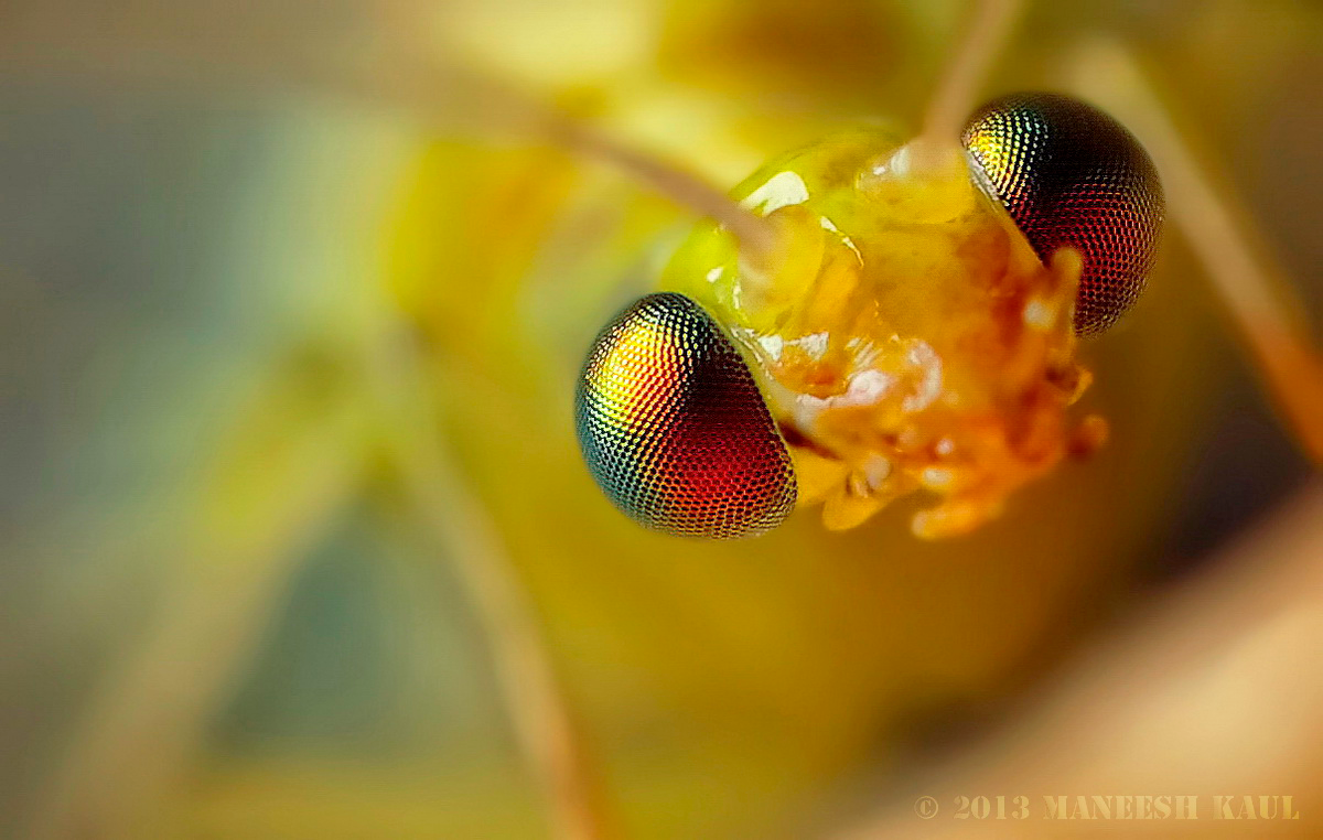 macro Insects snakes reptiles spiders Kaulfoto http://kaulfoto Maneesh Kaul close-up flickr Pentax