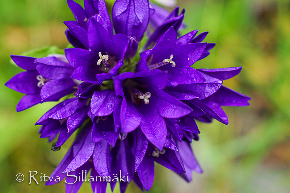 Flowers violet flowers DWARF CLUSTERED BELLFLOWER (CAMPANULA GLOMERATA ‘ACAULIS’)