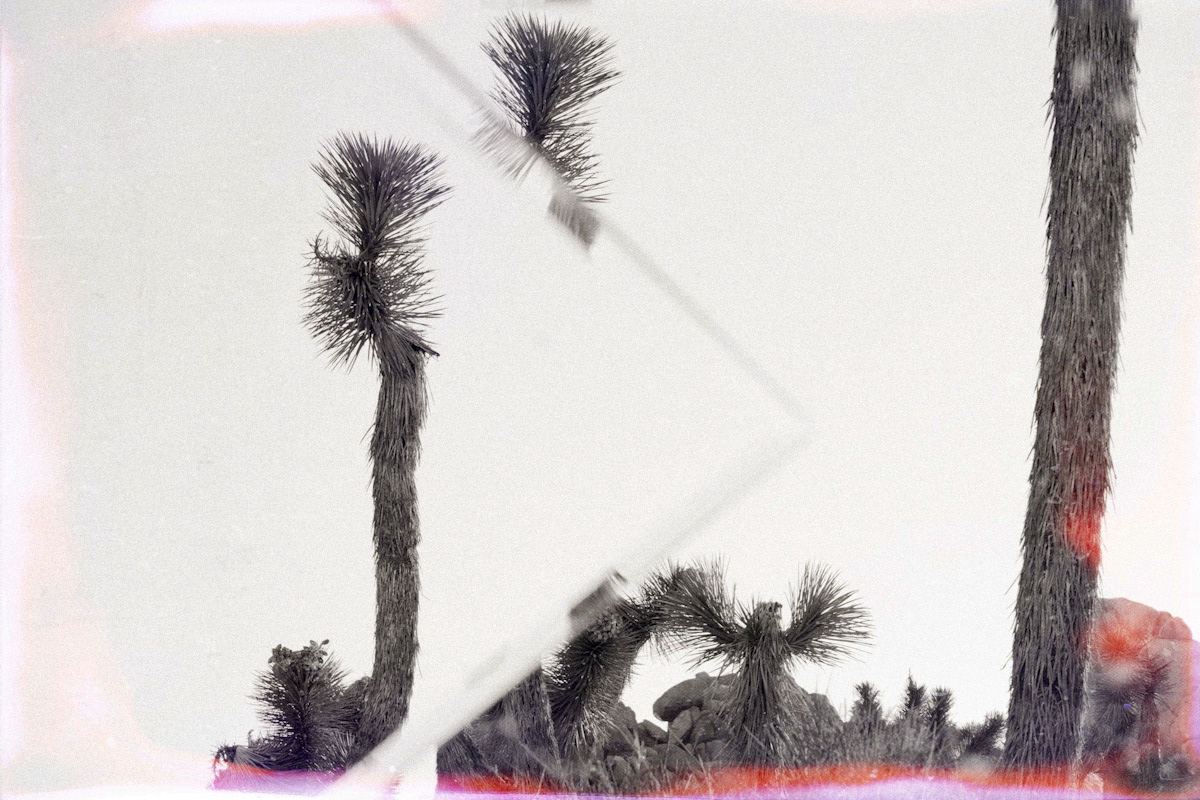 joshua tree California Landscape mirror Nature black and white conceptual minimal minimalist fragment reflection Tree  desert