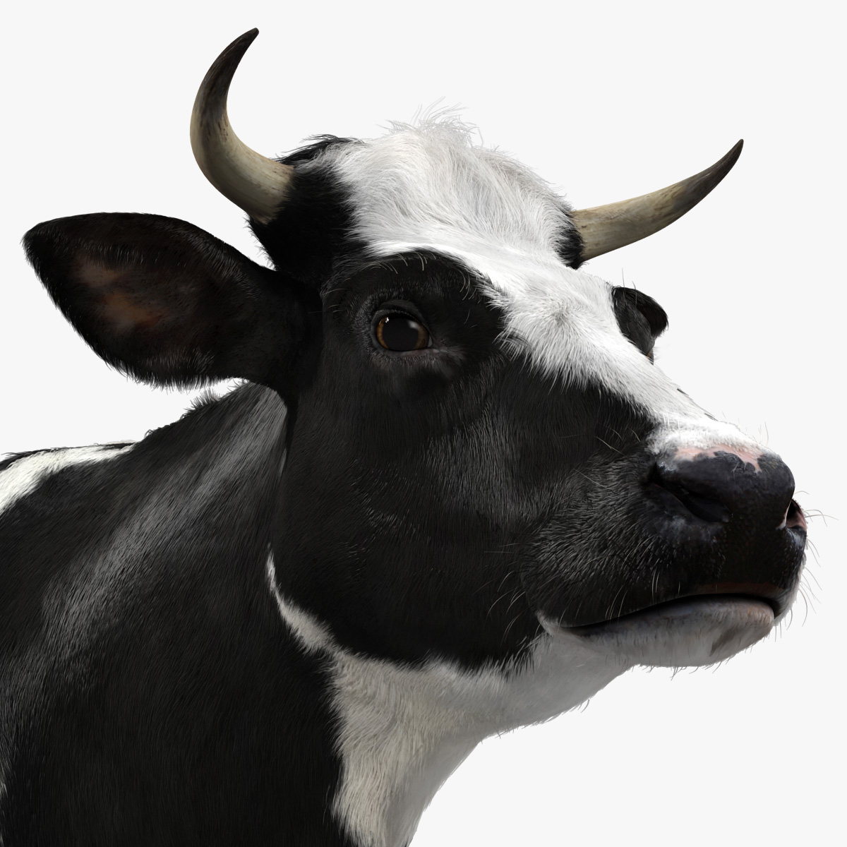 holstein cow 3D model Friesian Friesland Dairy farm animal 3D model bovine