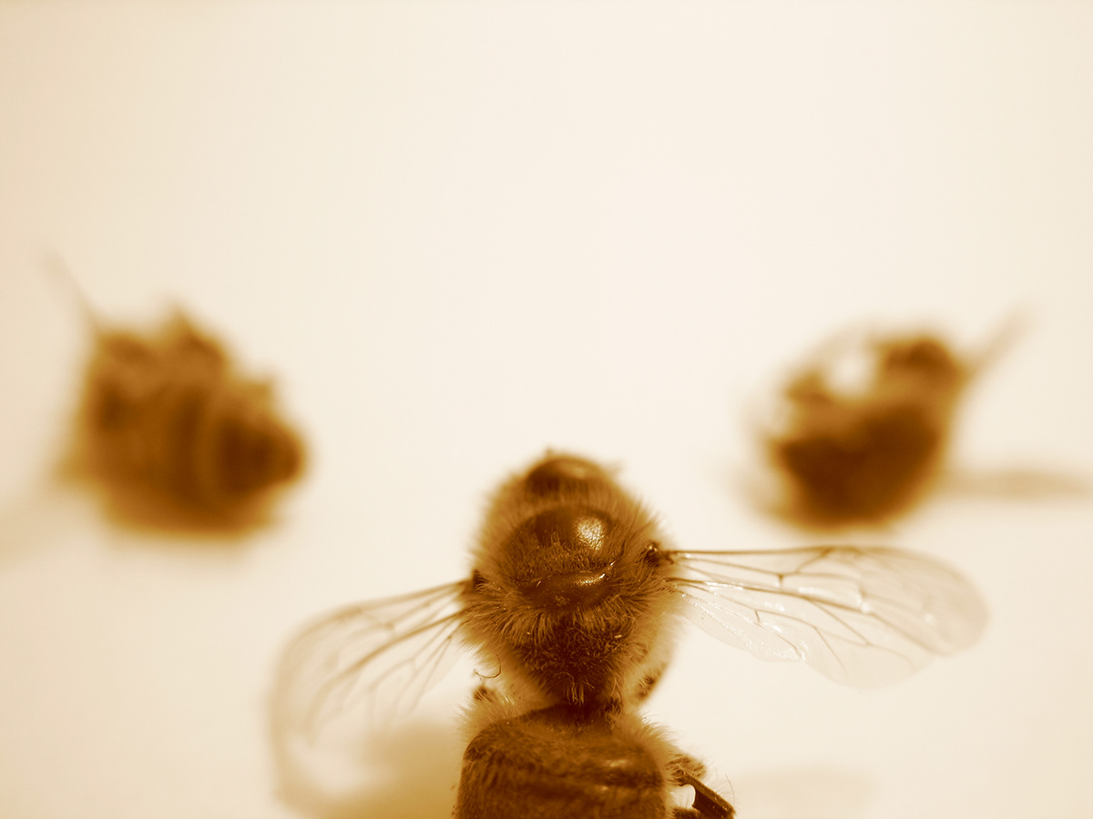 honey give me some bees Nature insect bugs black and white sepia macrophotography macro fotografie Fotografia تصوير  photografie