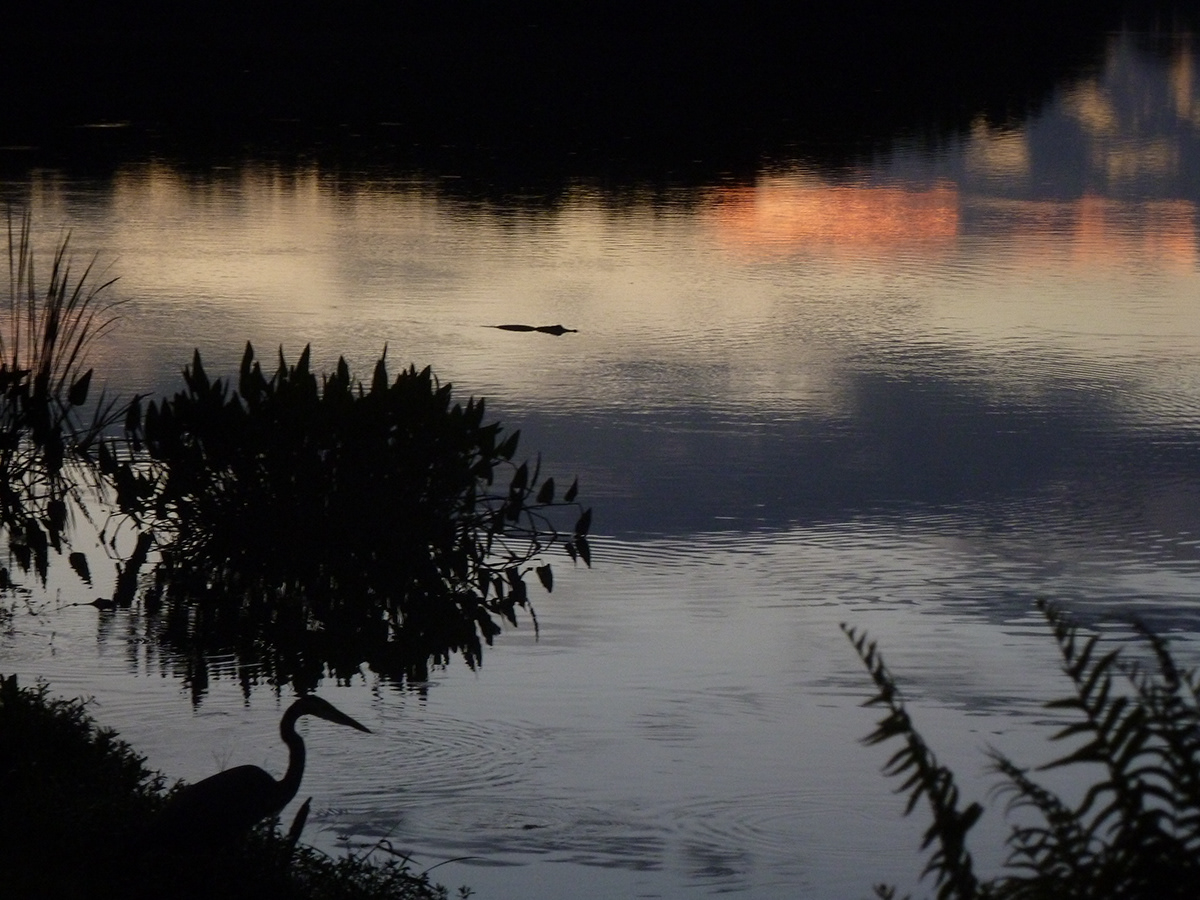 sunset florida alligator water waterfront lakefront crane Nature