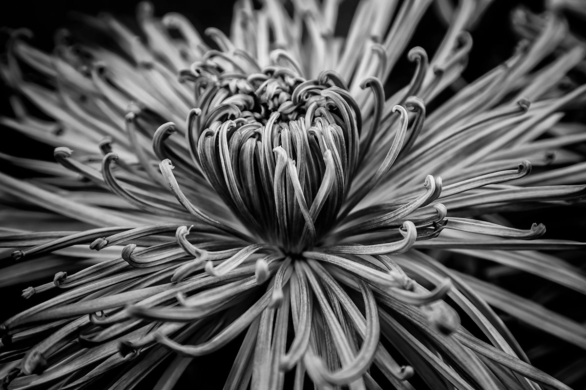 Flowers Nature black and white macro