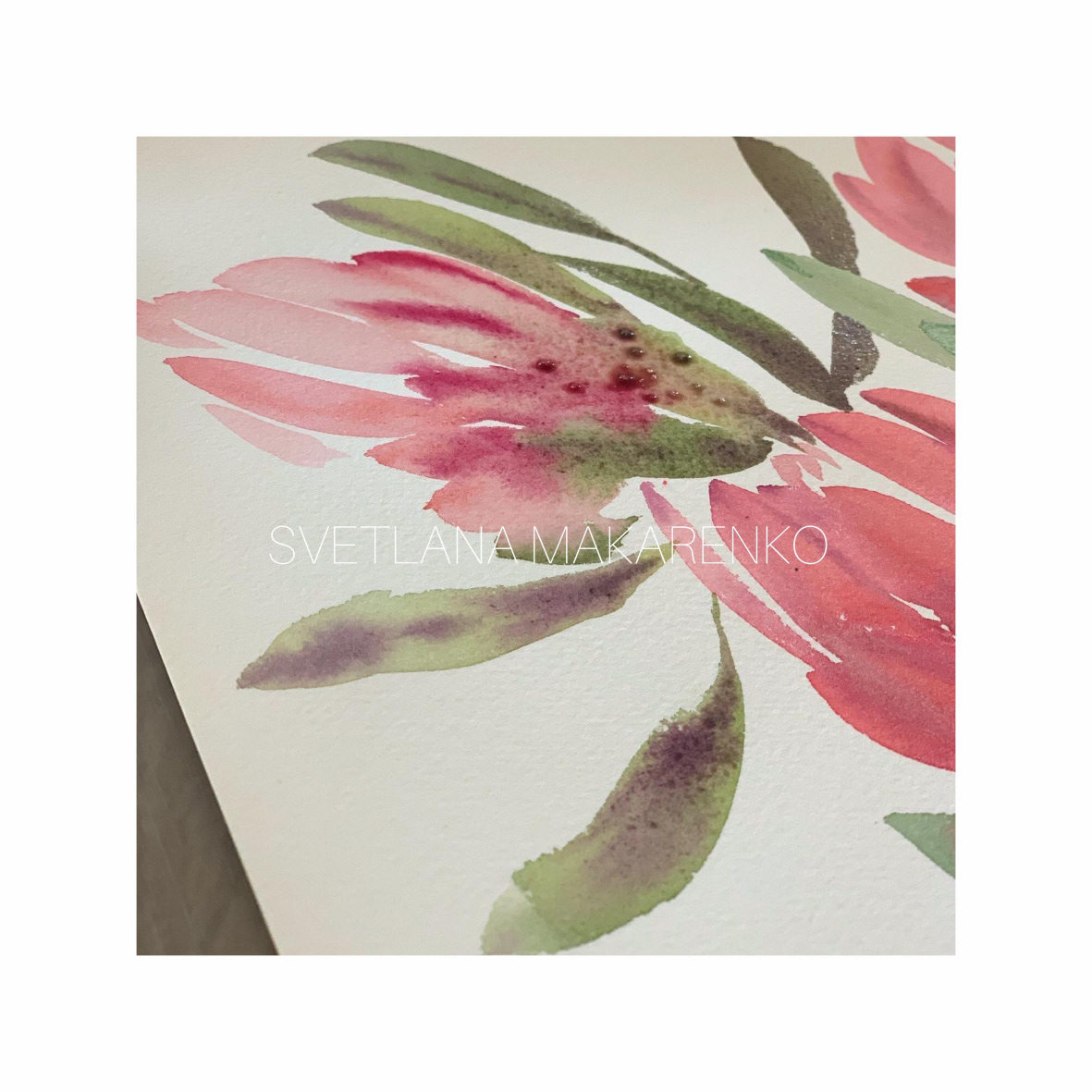aquarelle Packaging protea Roses textile watercolor watercolor flower