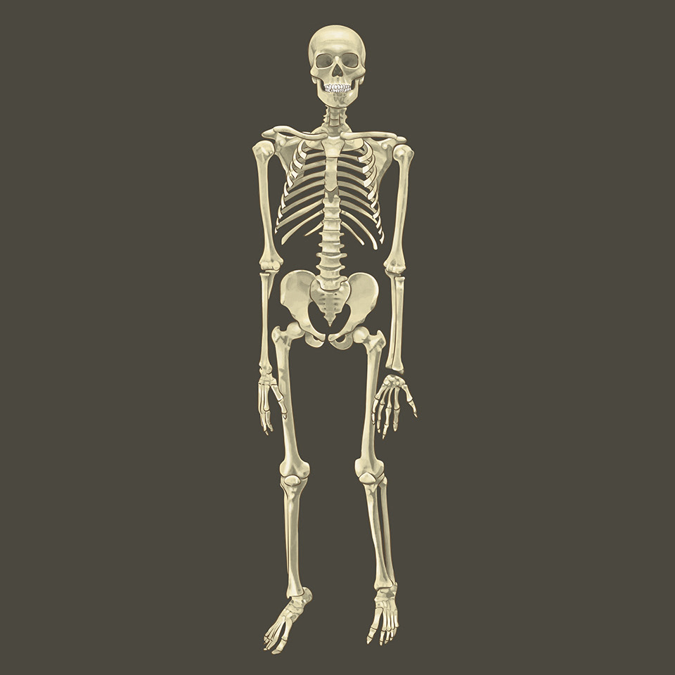 anatomia antropologia australopithecus Bipedismo Chimpance esqueleto evolucion Huesos humano locomoción