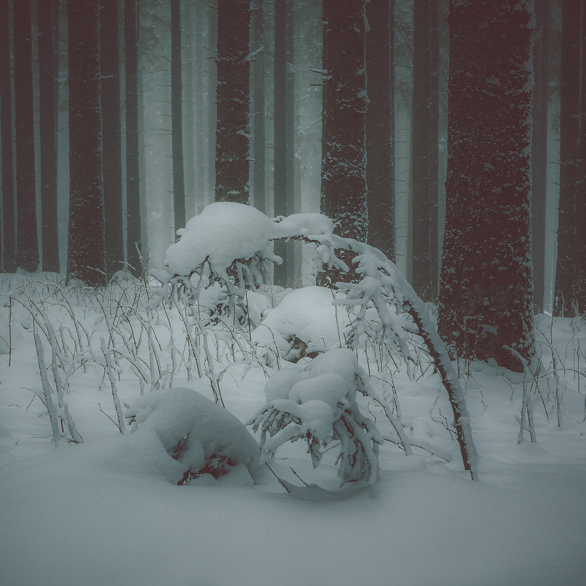 winter snow Nature Landscape calm forest trees krom Kromoner mood