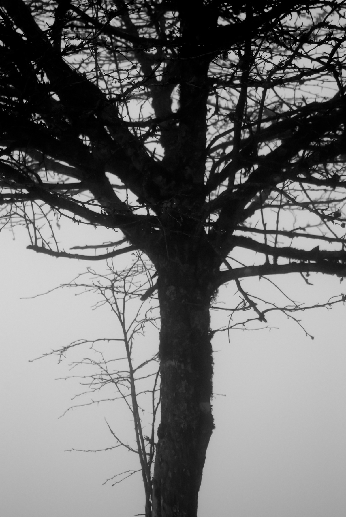 fog mist forest Landscape black and white