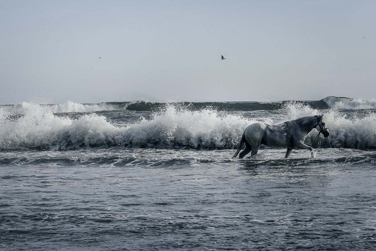 acapulco Atardecer caballo Freelance horse mar mexico playa sea venta