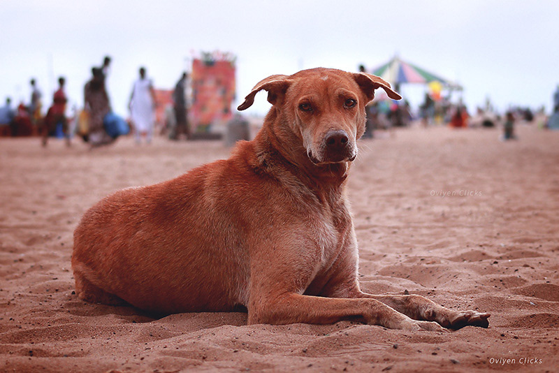 Street Romeo dogs Pet Street Dogs survival animal pity Love beach mountain