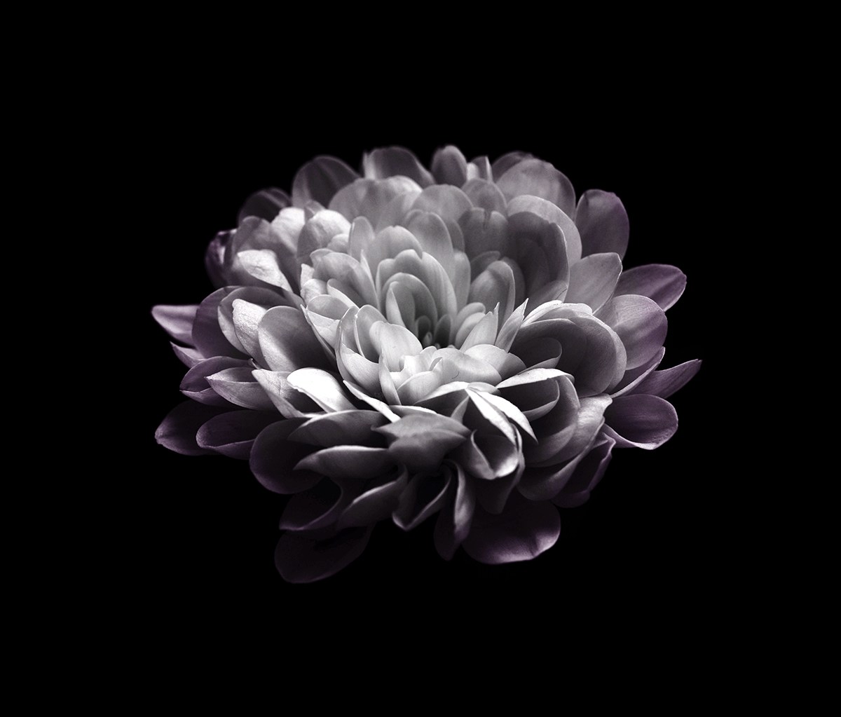 flower Chrysanthemum Nature bw black_and_white bnw violet Flowers macro