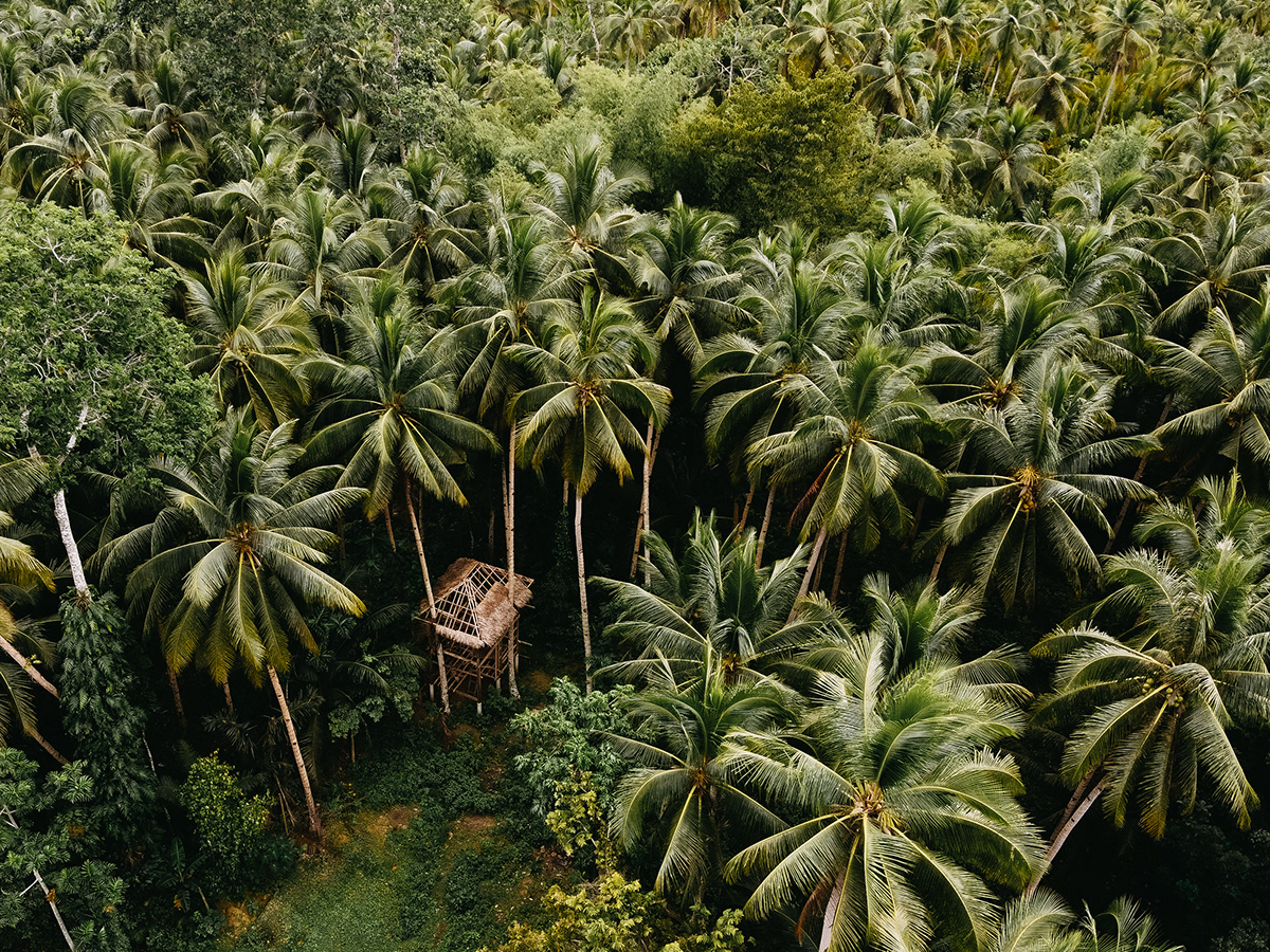 A treehouse in the jungle, between lush palm trees.