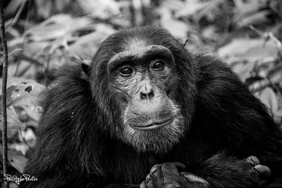 chimpanzees Chimps Gorillas Great Apes apes primates Kibali Ngamba Three Volcanoes Uganda Rwanda