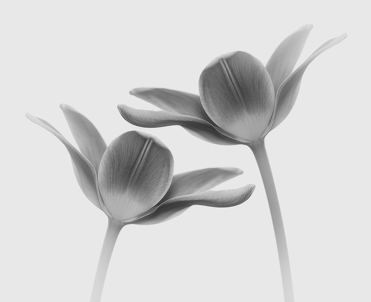 Flowers tulips