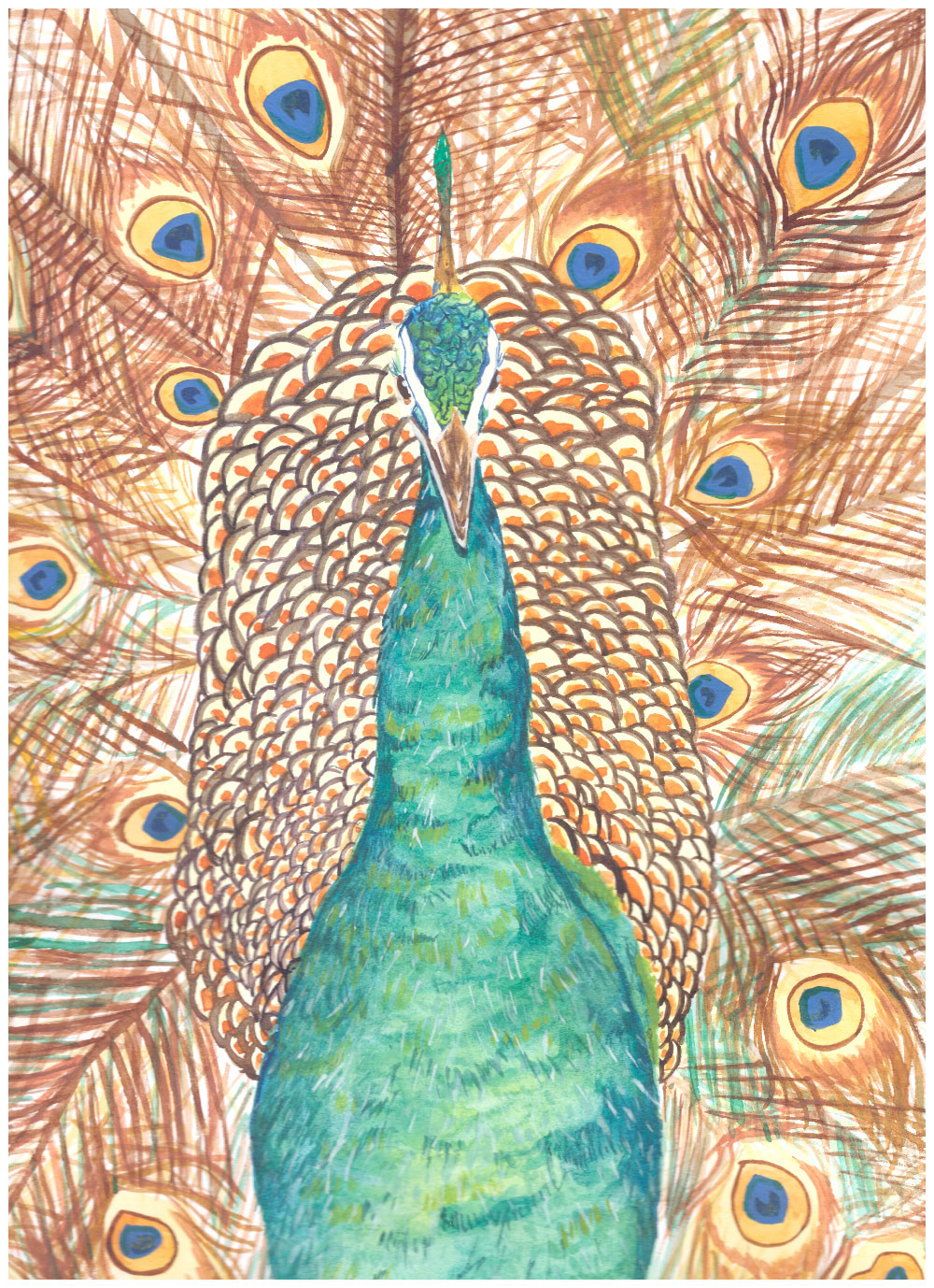 aquarelle Bird Illustration dessin Drawing  Nature oiseau painting   paon peacock watercolor