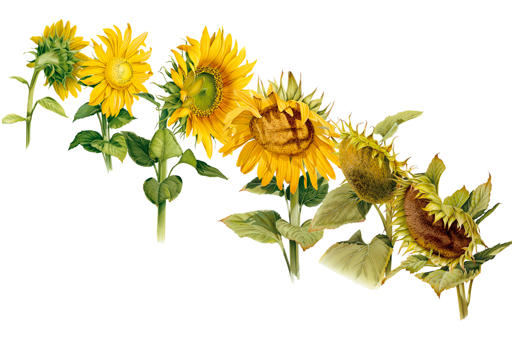 botanical Flowers naturalistic Nature sunflower