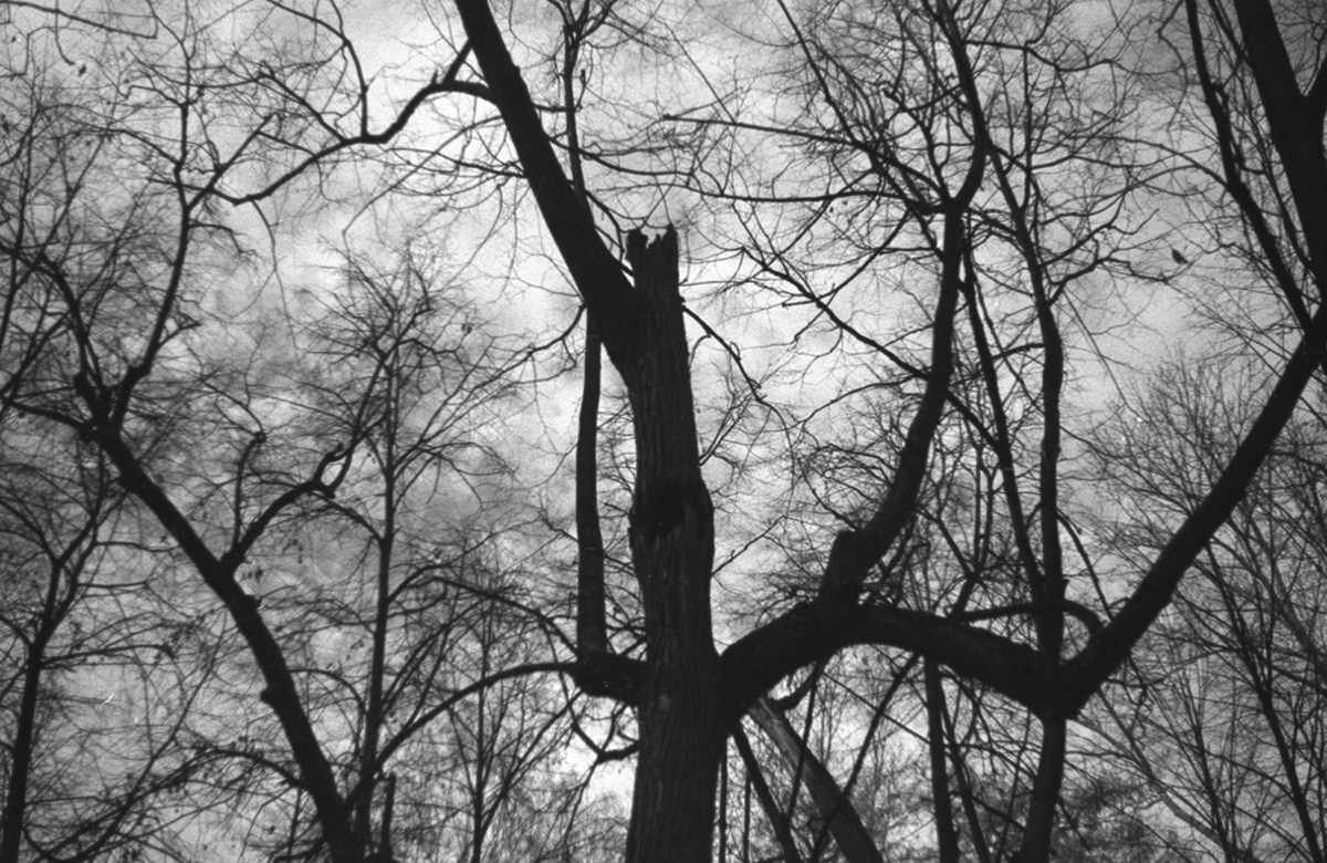analogue photography forest thicket black and white melancholia depression dark light