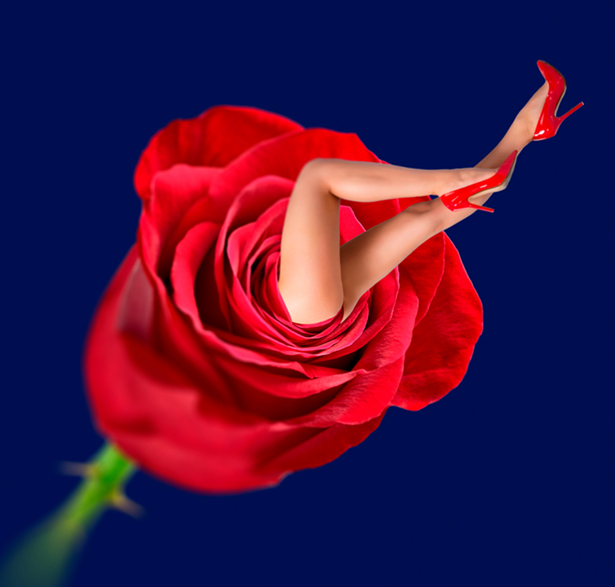 blue csardas DANCE   flower naughty poster rose sexy woman Young