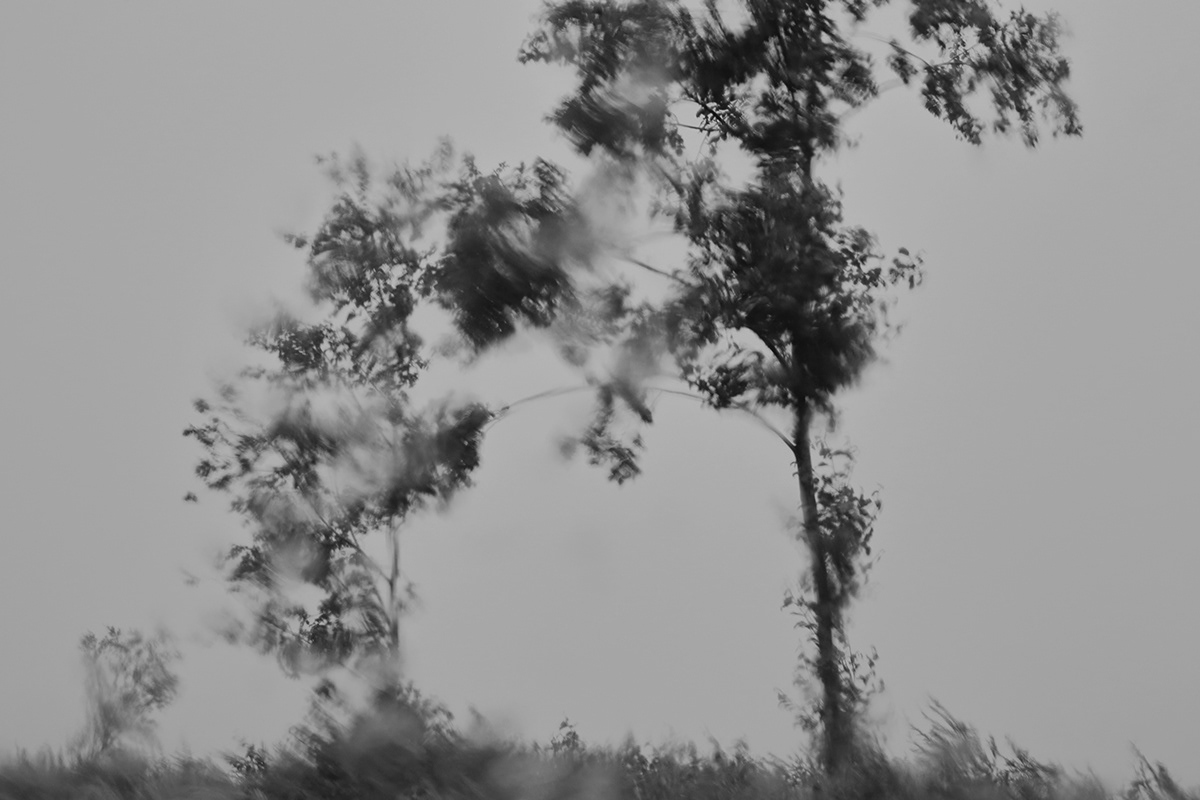 lietuva lithuania black and white monochrome Tree  Landscape Mindaugas Buivydas