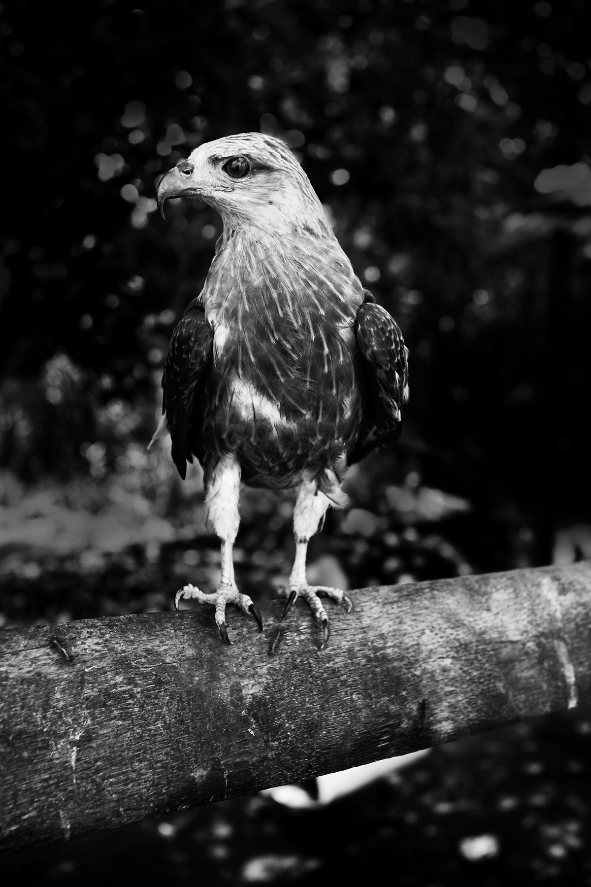 eagle India birds kerala wildlife birdwatching black and white