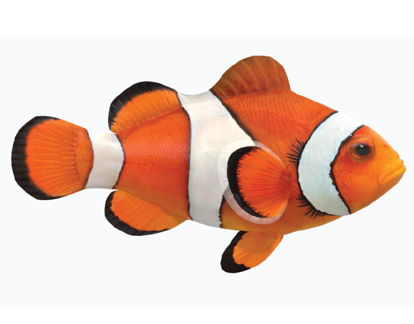 clown fish vector vectorized