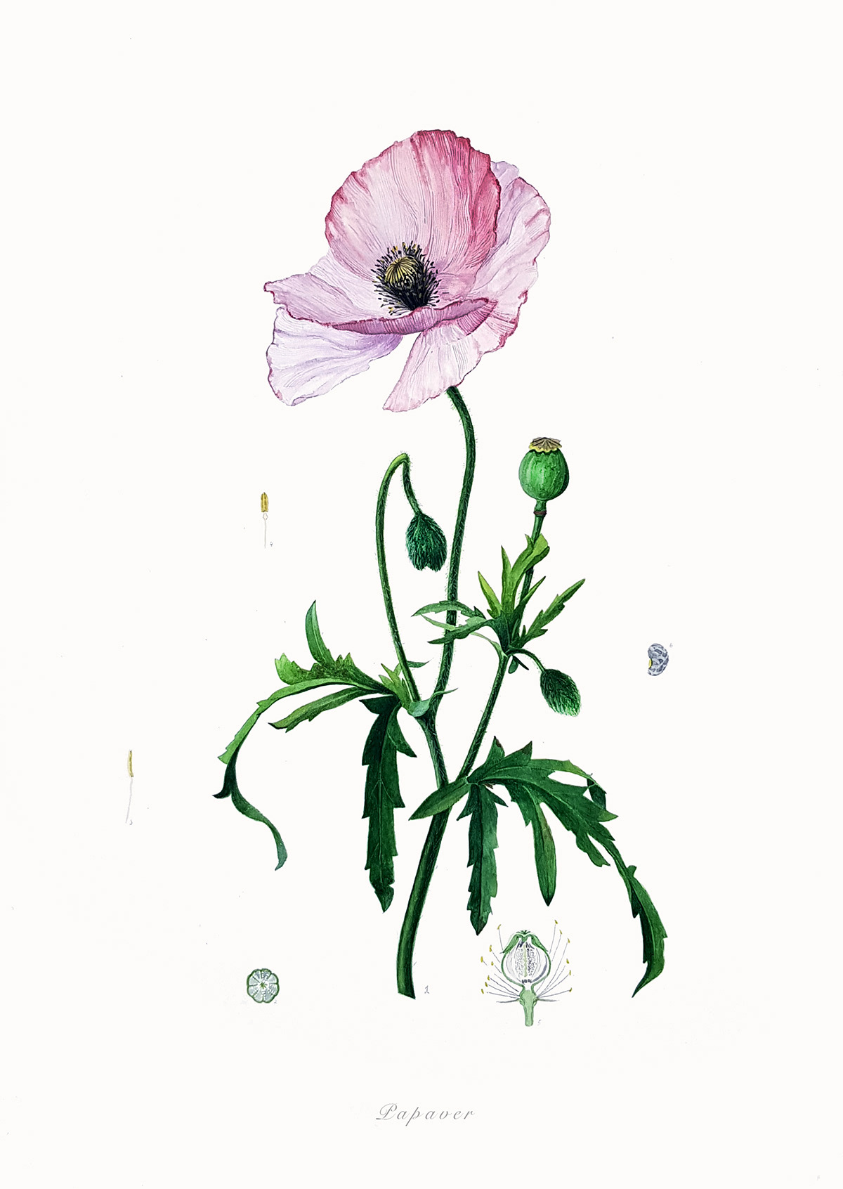 fine art botanical illustration watercolors Watercolours painting   plant art