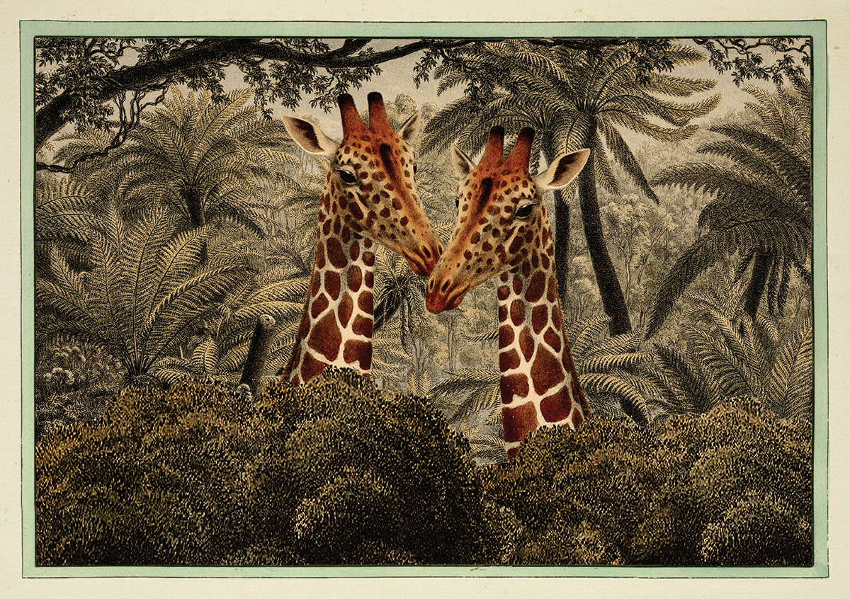 animals animation  barcelona book falca jareddiamond postcards print scientific illustration