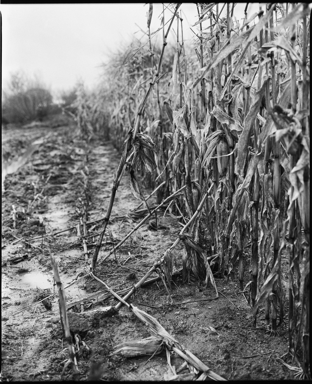 6x7 Film   Analogue medium format cornfield Photography  black and white daniel dytrych texture Landscape