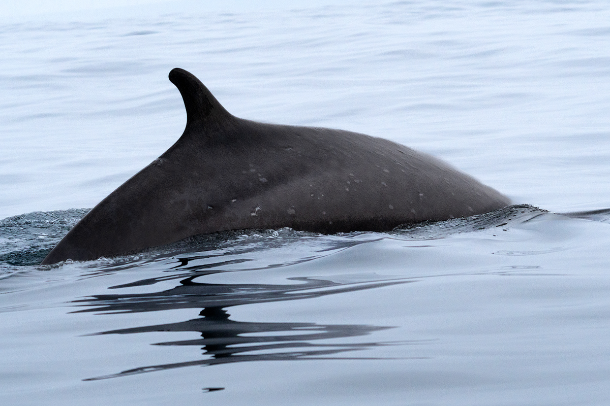 animals ballena chile naturaleza Nature Ocean ocean life sealife Whale wildlife