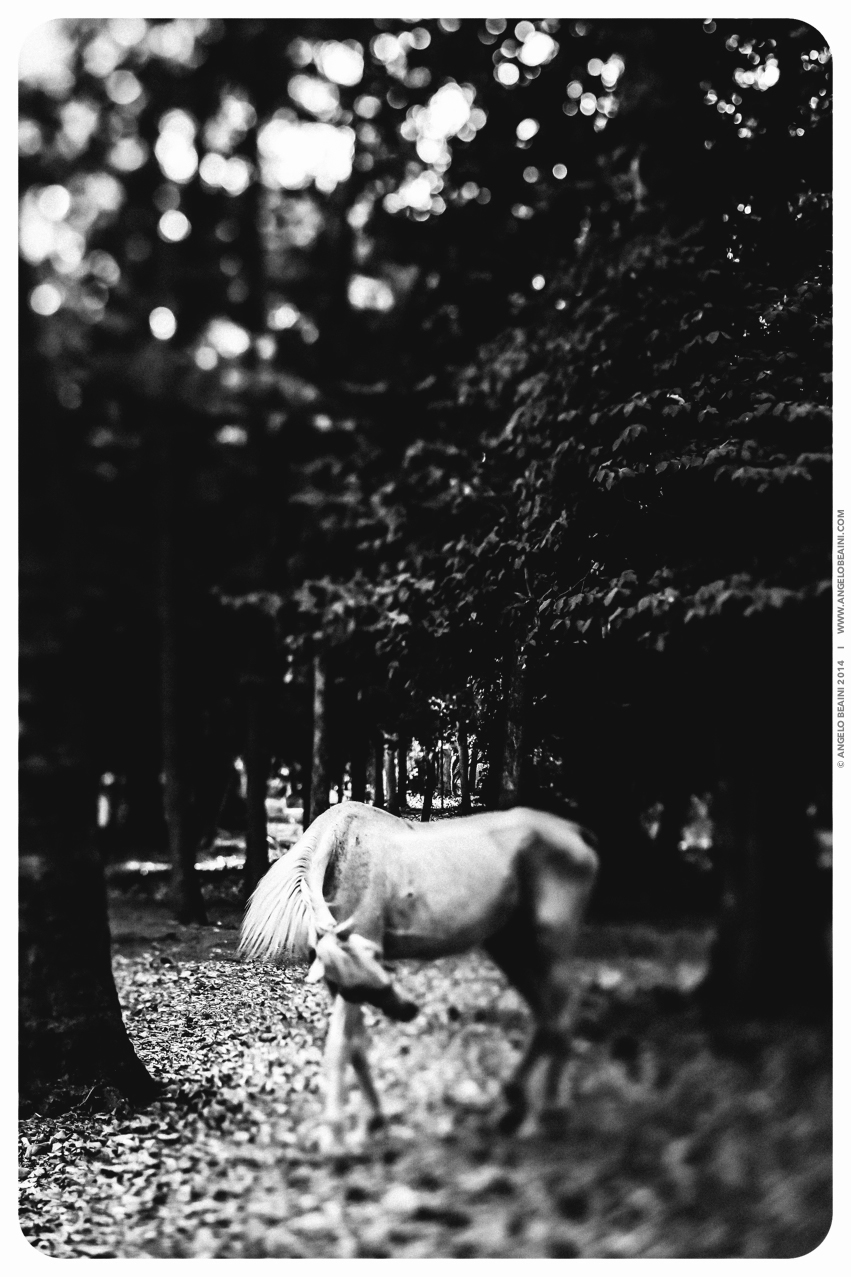 black and white Mouches et chevaux Mouches Chevaus taanayel Nature bokeh bokehlicious lensbaby