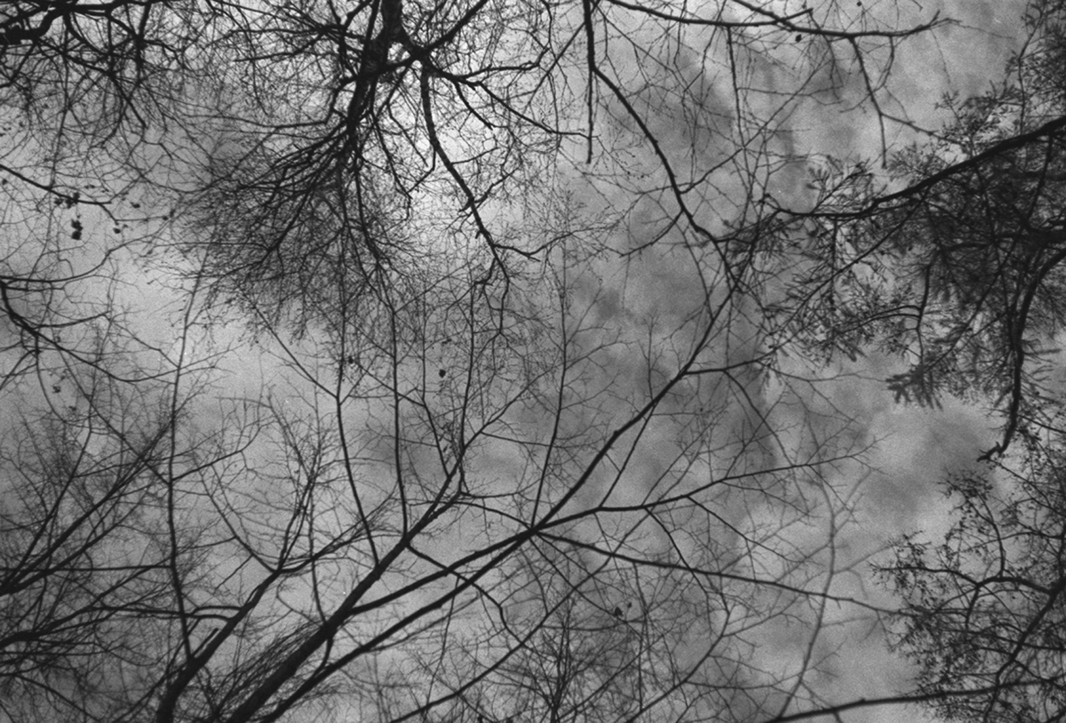 analogue photography forest thicket black and white melancholia depression dark light