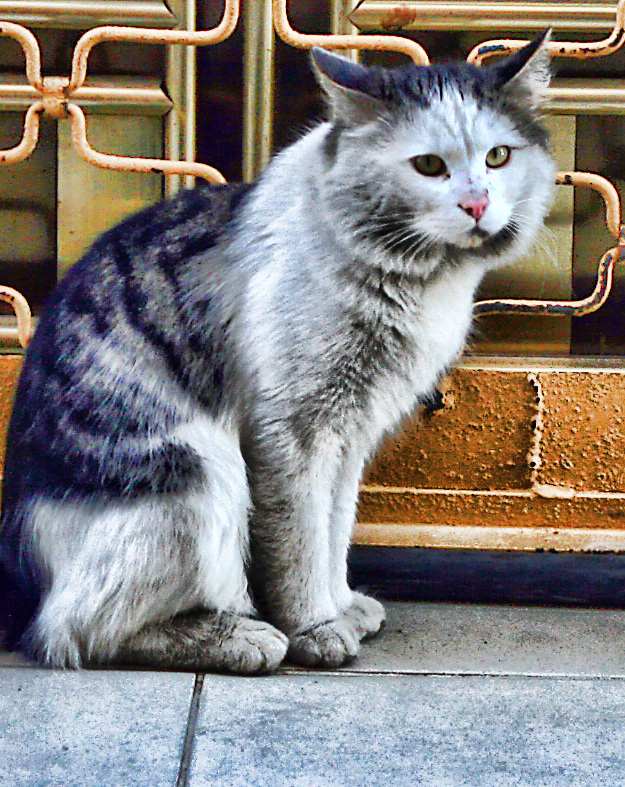 Cat catphoto streetphoto cats