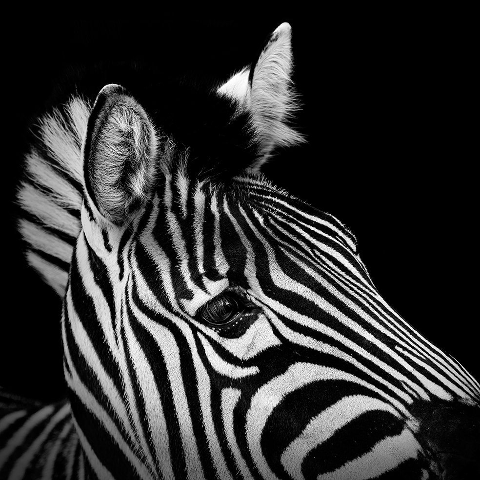 animal black and white Nature Photography  animals zoo wild life lion zebra