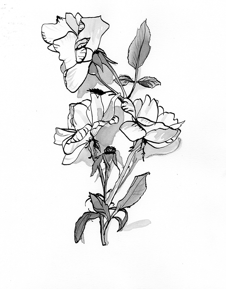 black and white flower Flowers ribbon pen and ink ink gif